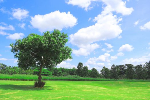 Tree and cloud with blue sky in a sunny day
