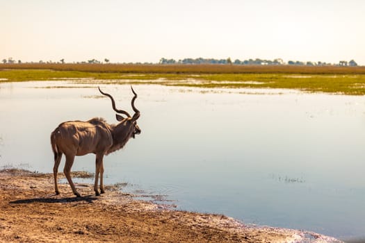 Kudu (Tragelaphus strepsiceros) at river in Chobe National Park