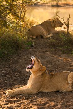 Yawning female lion with another lion in the background