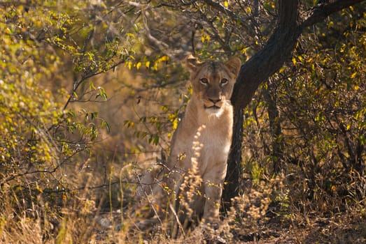 Young lion hiding in the bush, Kruger National Park