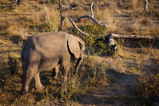 High angle view of baby African elephant (Loxodonta africana)