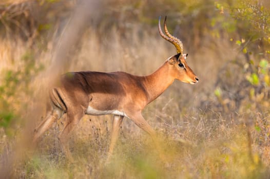 Impala walking in the bush near Kruger National Park