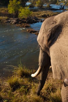 African bush elephant (Loxodonta africana) gazing at river