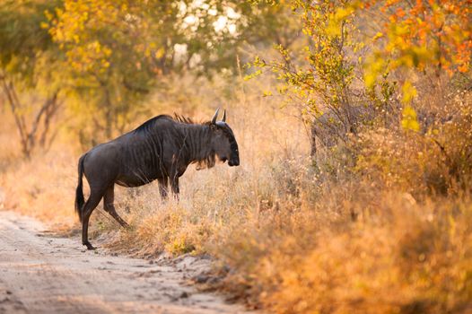 A blue wildebeest (Connochaetes taurinus) crossing a road