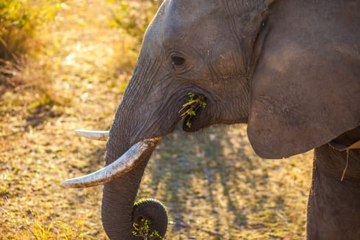 African bush elephant grazing on tree branches