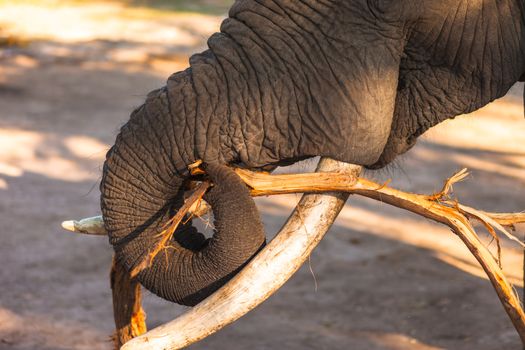 African bush elephant (Loxodonta africana) munching on branch