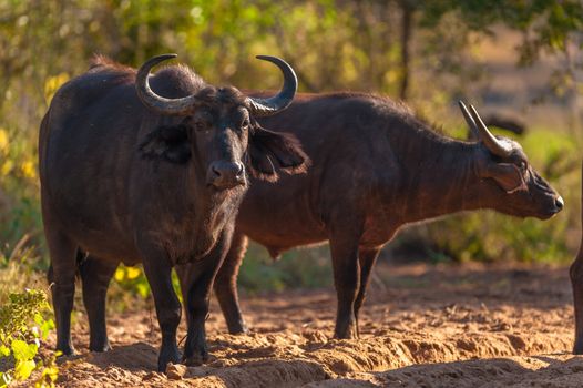 Group of Cape buffalo (Syncerus caffer), Kruger National Park