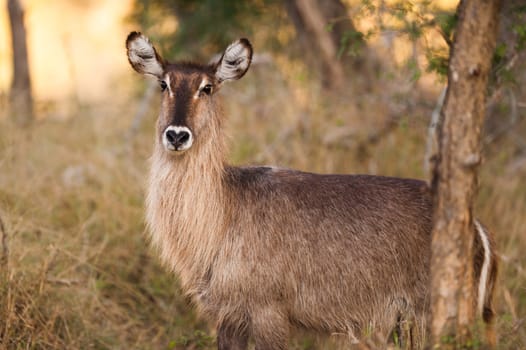 Ellipsen waterbuck (Kobus ellipsiprymnus) near Kruger National Park