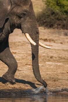 African bush elephant (Loxodonta africana) drinking, Chobe National Park