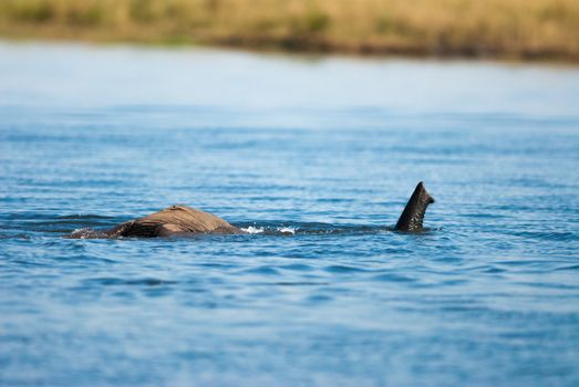 African bush elephant (Loxodonta africana) using trunk as snorkel