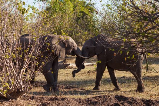 African bush elephants (Loxondona africana) fighting, Chobe National Park