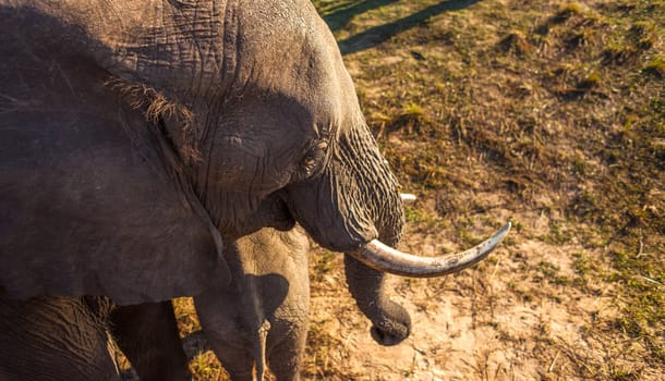 High angle view of an African bush elephant