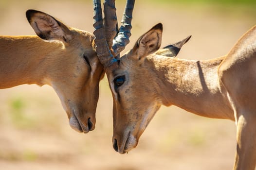 Impala butting heads in Chobe National Park