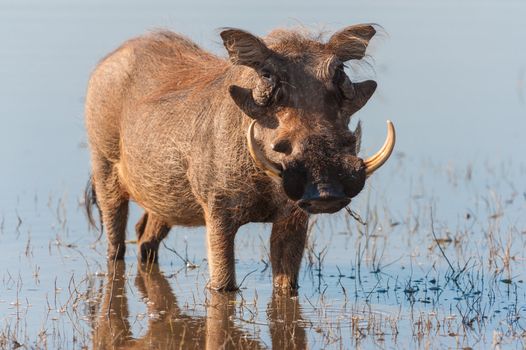 Brown hairy warthog in the water of a river