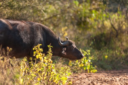Group of Cape buffalo (Syncerus caffer), Kruger National Park