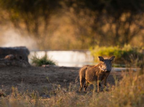 Wild boar at watering hole, Kruger National Park