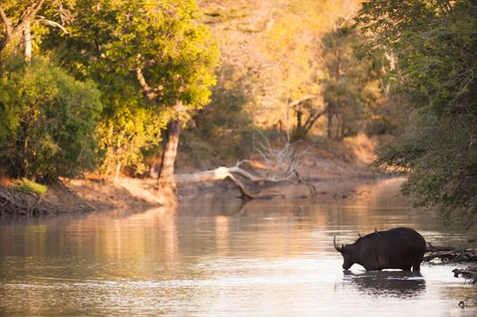 Cape buffalo (Syncerus caffer) drinking from river