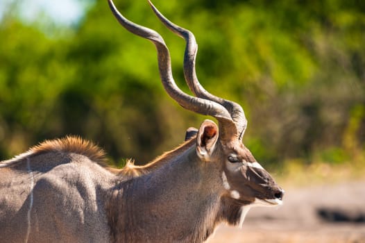 Kudu (Tragelaphus strepsiceros) in Chobe National Park