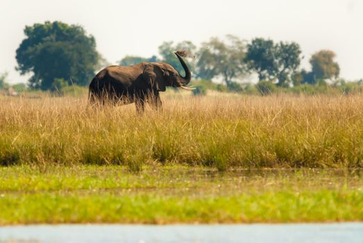 Elephant throwing dirt to cool off, Chobe National Park