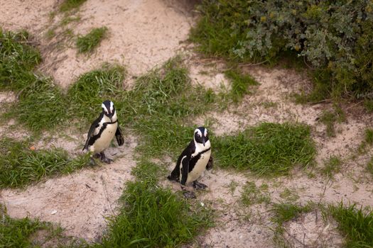 Two African penguins (Spheniscus demersus) walking a path