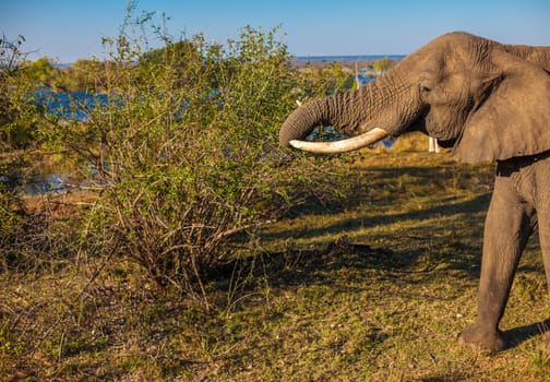 African bush elephant grazing on tree branches