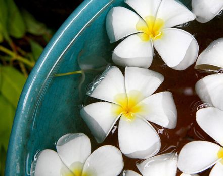 Close up white plumeria in a blue celadon basin