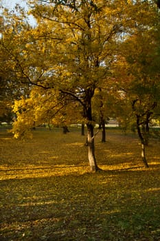 Beautiful colors of autumn landscape in the forest