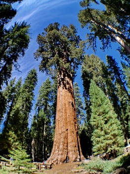 The General Sherman is a giant sequoia tree located in the Giant Forest of Sequoia National Park