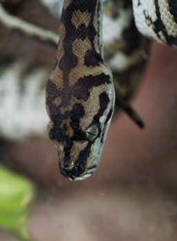 close-up of a Jungle carpet python, Morelia spilota cheynei