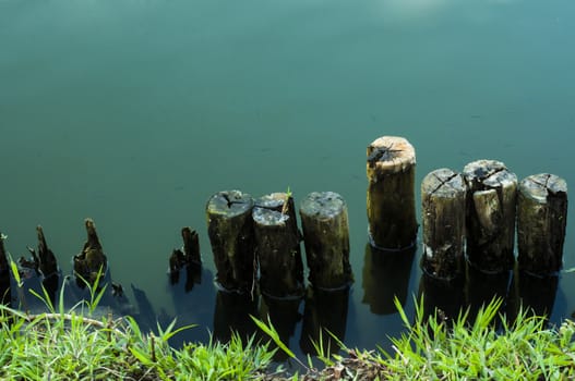 Old wood hedge at pond edge background