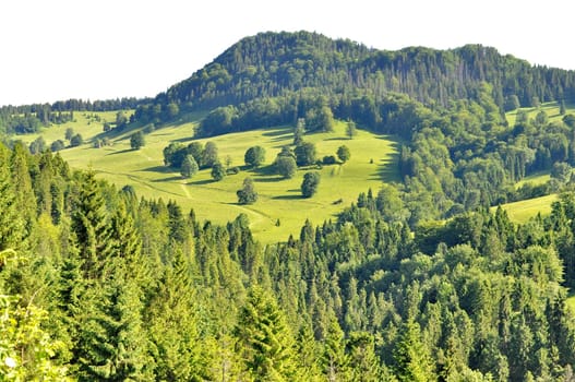 Trees on a hill