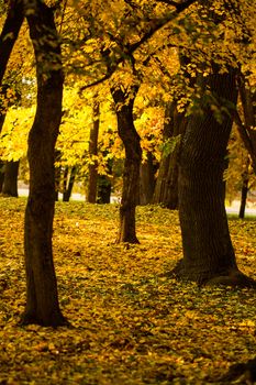 Beautiful colors of autumn landscape in the forest