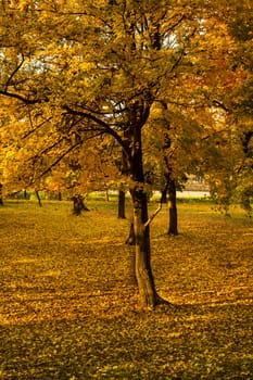 Beautiful colors of autumn landscape in the forest