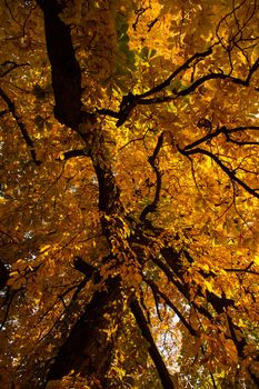 Beautiful colors of autumn landscape in the forest