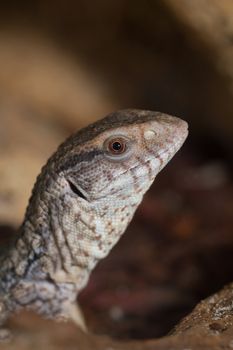 Savannah monitor lizards ( Varanus exanthematicus ) close-up