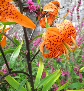 Orange Turks cap lily