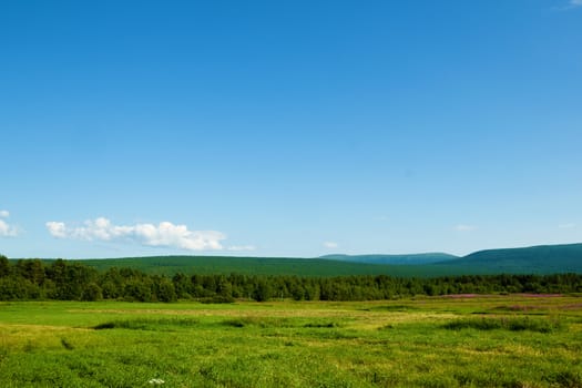 northern nature. landscape. A field with flowering willow-herb, hills, sky