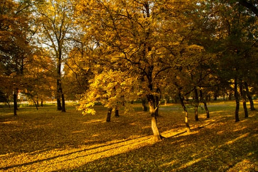 Beautiful colors of autumn landscape in the forest