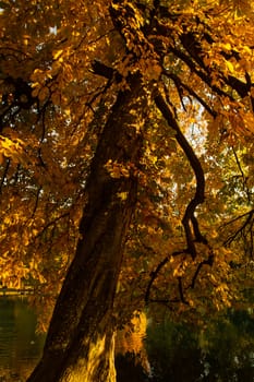 One beautiful tree in the autumn landscape