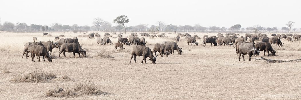 Group of wild African Buffaloes in the Savannah