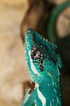 Knight Anole in the nature ( Anolis equestris )