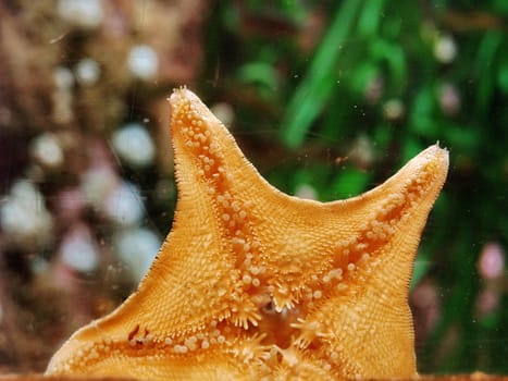 Sea star stick on the glass