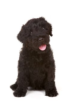 Black Russian Terrier Puppy on White Background