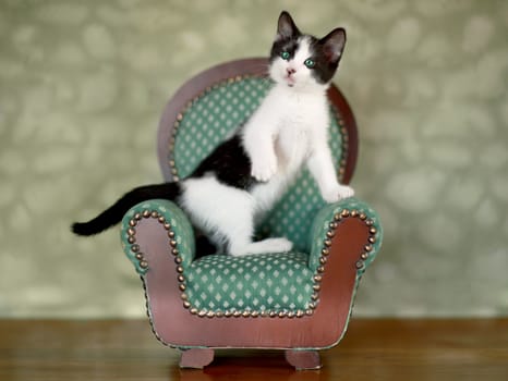 Cute Kitten in a Chair With Extreme Depth of Field