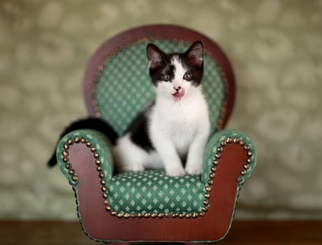 Cute Kitten in a Chair With Extreme Depth of Field