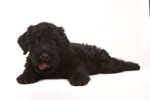 Black Russian Terrier Puppy on White Background