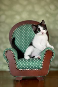 Cute Kitten in a Chair With Extreme Depth of Field