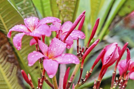 Pink fluted Hibiscus in the garden flower beds drenching ht int Goan monsoon, India