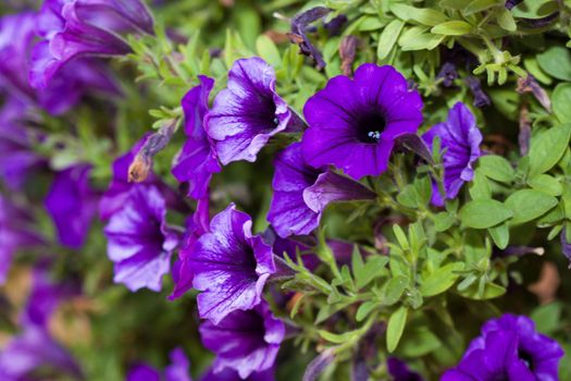 a close up picture of a Morning Glory flower