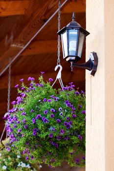 a close up picture of a Morning Glory flower and a lantern